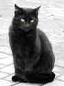 Schwarze Katze